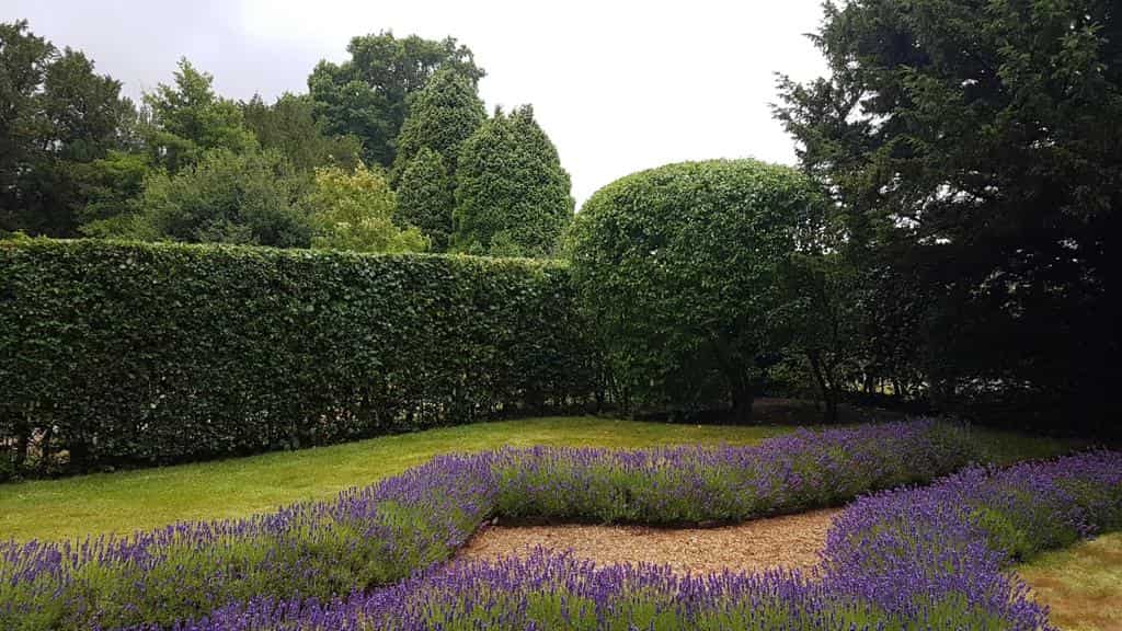 This is a photo of a garden hedge that has just been trimmed by NS Tree Surgery East Horsley